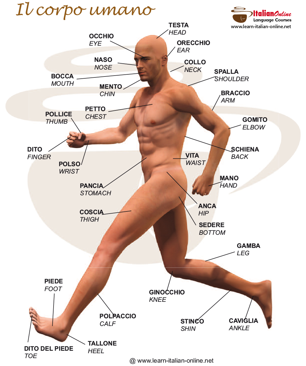 human body